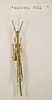 CollectionObject 1560013; 69c278e5-b780-4c47-8a6f-32392bf170d1: copyright NHRS, Stockholm. male (holotype). (CollectionObject).