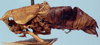 CollectionObject 1522421; 2220850f-3f8e-479b-a0ae-d589db9e0c91: male (holotype of Eremopedes popeana). (CollectionObject).