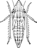 Nymph: !! display not done !! on Draeculacephala mollipes (Say, 1831): (Observation).