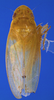 Habitus, dorsal view on Carapona vulta (DeLong & Freytag, 1975): Male [DZRJ]: habitus, dorsal view. (Observation).