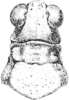 Spaniacris deserticola (Bruner, 1906): Fig. 363. male, head and pronotum, dorsal view. (Otu).