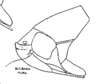 Habitus, lateral view: (Observation).