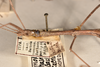 CollectionObject 1559063; 1ab55045-6245-4baf-8805-2651fe1f889e: copyright OUMNH. female: head & thorax, lateral view of Phasma (Bacteria) coenosum (holotype). (CollectionObject).