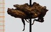 CollectionObject 1584367; feadf7d7-92ed-44dd-ba05-13469ec061a0: male, lateral view (syntype). (CollectionObject).
