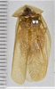 CollectionObject 1618740; d262f3a4-738d-4b2a-866e-c510ecad6289: (CollectionObject).