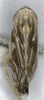 Habitus, dorsal view on Chelidinus cinerascens Emeljanov, 1962: (Observation).