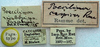 CollectionObject 1520629; 1c2988d0-de89-4829-9699-883c7f7be7aa: labels (paratype of Poecilimon caspicus). (CollectionObject).