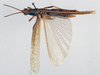 CollectionObject 1501037; cd4d7e4f-55b6-4b97-9028-7e19f398cdb0, DORSA BAdescurT01: male, dorsal view (holotype). (CollectionObject).