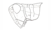 Dichroplus patruelis (Stål, 1861): Fig. 17. female, head and pronotum, lateral view. (Otu).