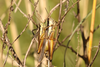 FieldOccurrence 3661; 2076595c-7ef3-4990-a3d9-ff0dd3069c15; Argentina: Buenos Aires
E of Arana, 2023/12/30: pair (December 2023). (FieldOccurrence).