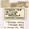 CollectionObject 1521867; OUM 749, ae9c4b61-2a3e-4414-849a-d97ce1862d31: female, labels (syntype). (CollectionObject).