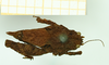 CollectionObject 1532563; 175ddca0-d21f-4002-ae91-ab570f82d81b: female, dorsal view (holotype). (CollectionObject).