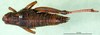 CollectionObject 1502768; 164253f4-b48f-422a-9f56-a27b81797d71: female, dorsal view (paratype). (CollectionObject).