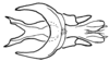 Aleuas lineatus Stål, 1878: Fig. 30D. phallic complex without epiphallus, dorsal view. (Otu).