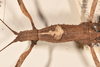 CollectionObject 1559198; 8e5d9e49-4ada-48b3-bb2f-9d7fccc501f8: copyright OUMNH. female: head & thorax, dorsal view of synonym Anophelepis vittatus (syntype). (CollectionObject).