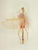 CollectionObject 1563652; 77d586ca-e8bb-4443-9b9d-2e2fbbe012a1: copyright Oliver Zompro. male (syntype). (CollectionObject).