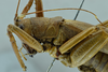 CollectionObject 1531880; 4f4c2297-5f8c-45d6-97b7-8d1b4a02e1c5: female head and pronotum, lateral view (holotype). (CollectionObject).