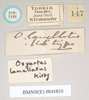 CollectionObject 1563139; 0872858b-3c8b-4f76-ab9a-0476d53970bf: copyright Natural History Museum, London. male, data labels of Oxyartes lamellatus (paralectotype). (CollectionObject).;CollectionObject 1563140; e690f7dd-2212-4cc5-a841-85c694de7525: copyright Natural History Museum, London. male, data labels of Oxyartes lamellatus (paralectotype). (CollectionObject).