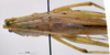 CollectionObject 1531398; NMW No. 25.360, 0b35a95e-24ef-4af4-ac4f-b168f1c94b2b: female, dorsal view (holotype). (CollectionObject).