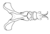 Dichromatos lilloanus (Liebermann, 1948): Fig. 9Z. endophallic plate and aedeagal valves and sheath, dorsal view. (Otu).