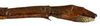 CollectionObject 1567615; 803e8e45-f31c-488d-ae30-c12de440af05: copyright Brussels. female: end of abdomen, lateral view (paratype). (CollectionObject).;CollectionObject 1567616; acf2328f-c402-441c-b28e-e7ca43a45d1d: copyright Brussels. female: end of abdomen, lateral view (paratype). (CollectionObject).;CollectionObject 1567617; 54e7e8da-4583-4543-a2f4-a88723df4de3: copyright Brussels. female: end of abdomen, lateral view (paratype). (CollectionObject).