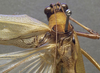 CollectionObject 1505861; c6873a45-57d3-4f4d-a2e2-7e3489534c6a: male head and pronotum, dorsal view (syntype). (CollectionObject).
