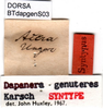 CollectionObject 1501752; f76e118a-2166-4963-a6da-3be1c2991afa, DORSA BTdapgenS03: labels (syntype). (CollectionObject).