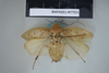 CollectionObject 1552804; NHMUK(SF IMPORT DUPLICATE) BMNH(E) 877031, f87be79f-4577-43fa-8a17-bd9e8d7e2017: Copyright NHM, London. Holotype male of Epilampra pustulata, dorsal view. (CollectionObject).