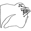 Pygofer, lateral view on Colladonus fasciaticollis (Stål, 1864): (Observation).