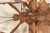 CollectionObject 1559868; 99e55337-6a48-402f-a194-448830ad1fa3: copyright OUMNH. female: head & thorax, dorsal view of Heteropteryx westwoodii (holotype). (CollectionObject).