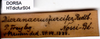 CollectionObject 1507264; 965b7749-2a28-4046-bd8a-15a5d15d74e7: labels (syntype). (CollectionObject).
