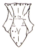 Stenoxyphus variegatus Blanchard, 1853: Fig. 14. male pronotum, dorsal view (previously Synonym Stenoxyphus variegatus weylandi). (Otu).