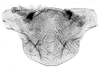 Female: sternite VII, ventral view. Depicts Sternite VII (female), an Observation.