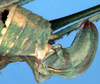 CollectionObject 1597741; ea528ac6-4bd4-4ddb-beab-2819306f13f3: female ovipositor (allotype). (CollectionObject).