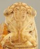 Head on Ceratagallia vastitatis (Oman, 1933): Head/Face. (Observation).