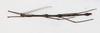 CollectionObject 1591711; NMW 74''', 1c314021-b4ad-42f9-b9a6-2f3e3535509e: copyright NMW. male, dorsal view (lectotype). (CollectionObject).