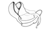 Bufonacris terrestris Walker, 1871: Fig. 43. cingulum and endophallus, lateral view. (Otu).