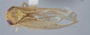 Habitus, dorsal view: !! display not done !! on T1392: Loeia Duan, 2017: (Observation).