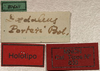 CollectionObject 1535037; 20c4037b-51ee-4c7f-a66a-4284a02ac41a: labels (holotype). (CollectionObject).