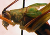 CollectionObject 1568262; ca886a3b-4a9e-47b0-b3d2-91285f4e26ee: male, lateral view (holotype). (CollectionObject).