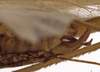 CollectionObject 1529820; 50f1a515-fcf5-4b97-a401-14cd929a492a: male cerci (lectotype of Tylopsis meruensis). (CollectionObject).