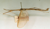 CollectionObject 1562074; fea7eec0-02b8-432a-9e89-75785e349a3c: copyright NHRS, Stockholm. male, lateral view (holotype). (CollectionObject).
