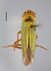 Habitus, dorsal view on Cicadella lasiocarpae Ossiannilsson, 1981: (Observation).