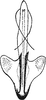 Aedeagus, ventral view: !! display not done !! on Adarrus ellisi Dlabola, 1980: Aedeagus, ventral view. (Observation).