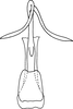 Aedeagus, ventral view on Anufrievia triangulata Yang & Zhang, 2018: Aedeagus, ventral view. (Observation).