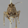 CollectionObject 1522974; cbd4f11a-9098-42d3-9b97-45b2d1607003: female, frontal view (lectotype of Apteropedon apicale). (CollectionObject).