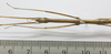 CollectionObject 1563718; f8e960e0-f77e-48ac-b14c-d3eaa9ad7cf7: copyright FRIM. female: head and thorax, dorsal view (paratype). (CollectionObject).