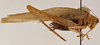 CollectionObject 1534635; b871045d-3acb-4217-ae93-fd93005a1654: male, lateral view (holotype). (CollectionObject).