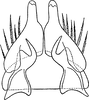 Subgenital plate: !! display not done !! on Balclutha punctata (Fabricius, 1775): Subgenital plate. (Observation).
