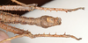 CollectionObject 1577055; e685f425-6bab-4823-994d-956cd6254cff: copyright ZIN, St. Petersburg. male: end of abdomen, ventral view (holotype). (CollectionObject).